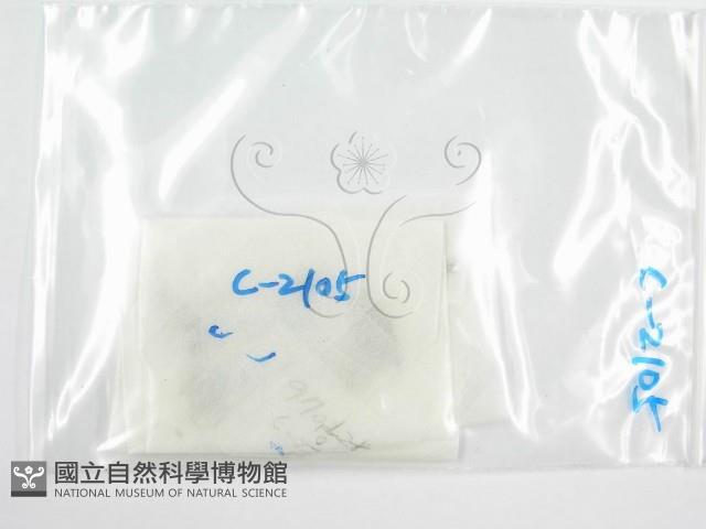 鬼傘屬藏品圖，第1張