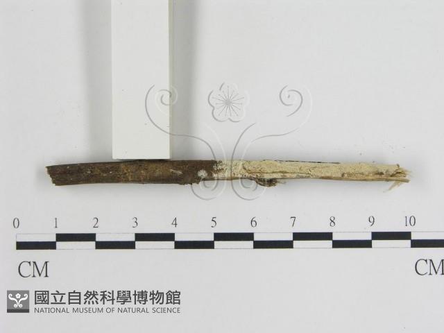 登錄號:F0015465藏品圖，第1張