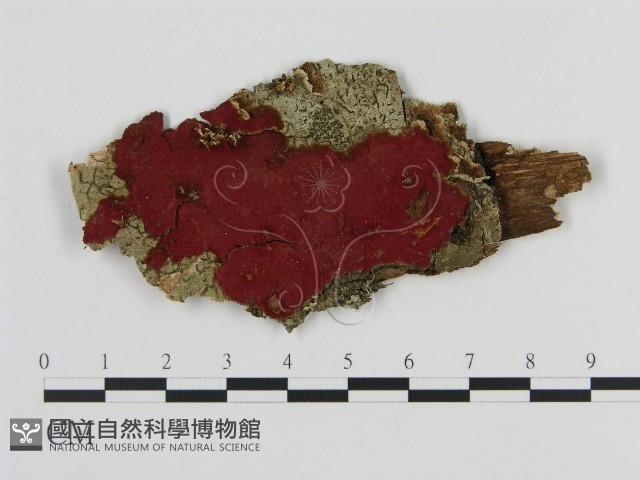 登錄號:F0009465藏品圖，第1張