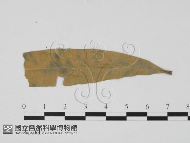 登錄號:F0019465藏品圖，第1張