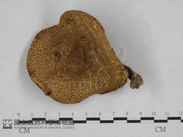 登錄號:F0023465藏品圖，第1張