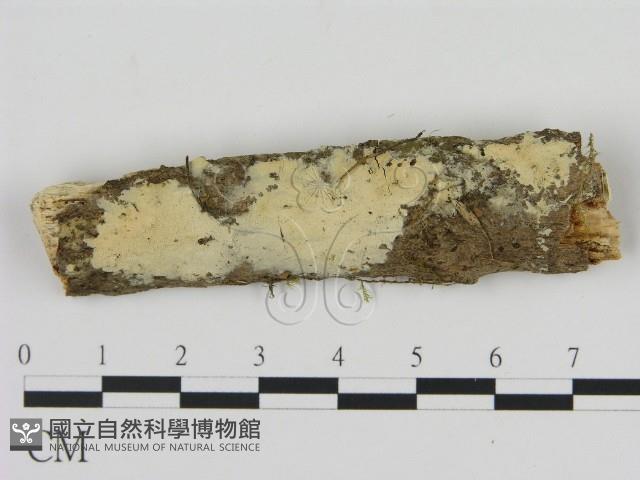 登錄號:F0013465藏品圖，第1張