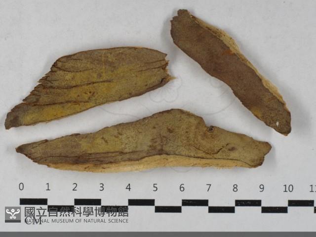 登錄號:F0033465藏品圖，第1張