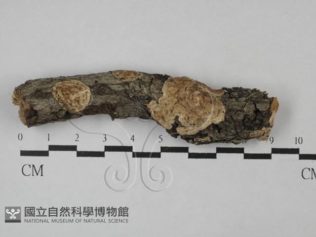登錄號:F0028765藏品圖，第1張