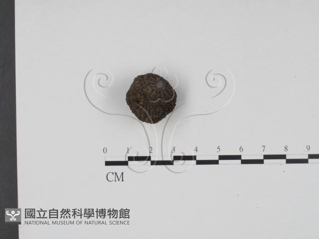 登錄號:F0020765藏品圖，第1張