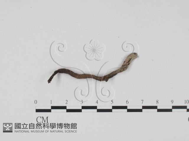 炭角菌屬藏品圖，第1張