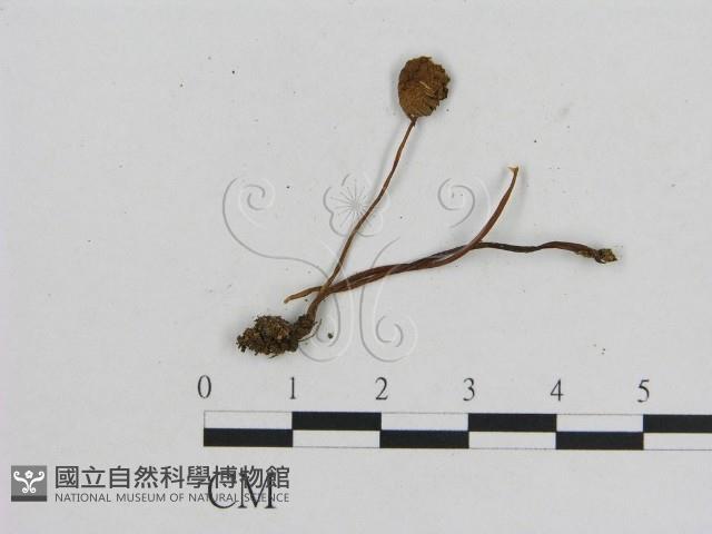 小菇屬藏品圖，第1張