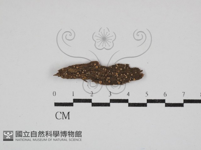 登錄號:F0030765藏品圖，第1張