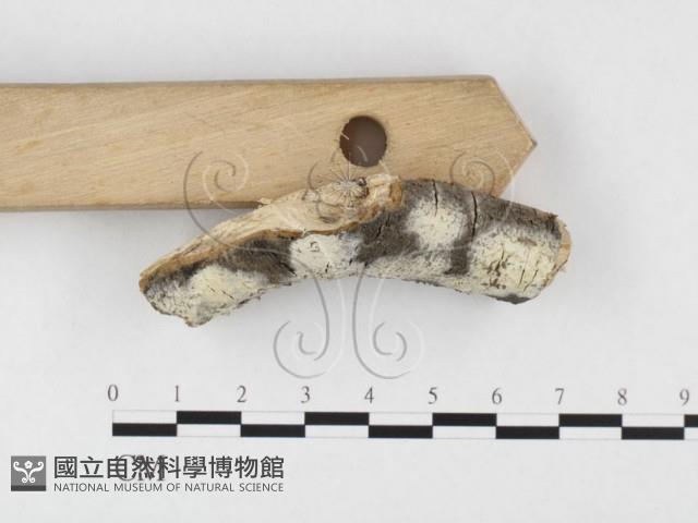 絲皮菌屬藏品圖，第1張