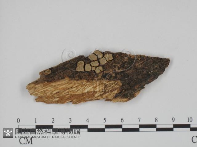 登錄號:F0016765藏品圖，第1張