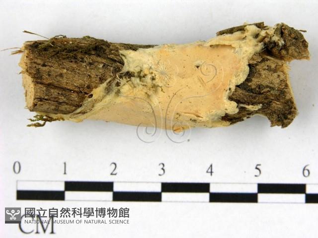 登錄號:F0021765藏品圖，第1張