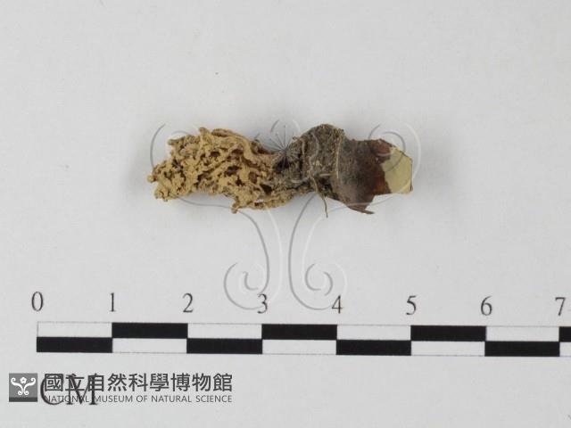 登錄號:F0001765藏品圖，第1張
