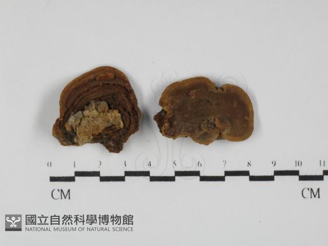 登錄號:F0031765藏品圖，第1張