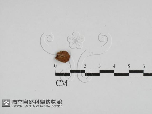 登錄號:F0004765藏品圖，第1張