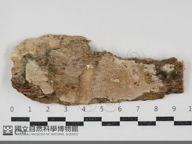 登錄號:F0034765藏品圖，第1張
