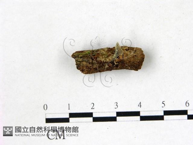 登錄號:F0022765藏品圖，第1張