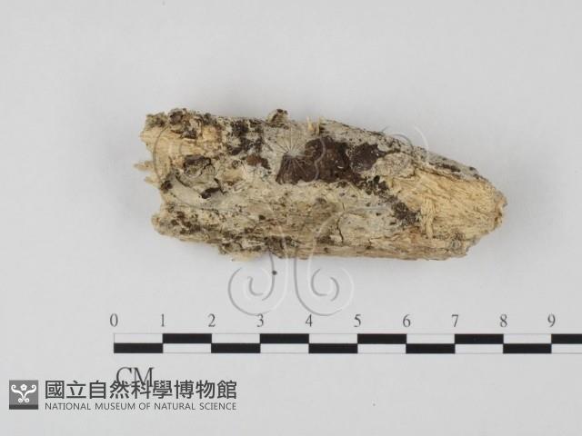 登錄號:F0012765藏品圖，第1張