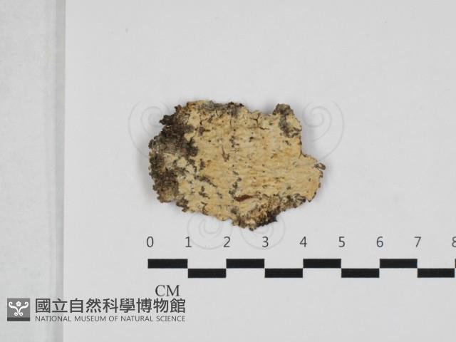 擬筍殼菌屬藏品圖，第1張