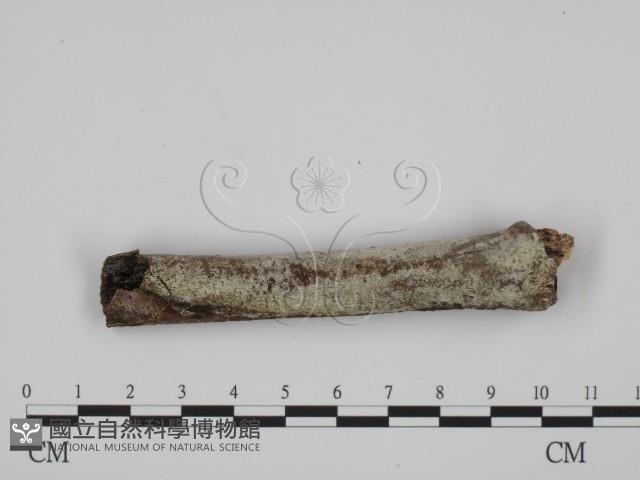 登錄號:F0007765藏品圖，第1張