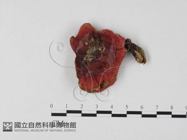登錄號:F0025765藏品圖，第1張