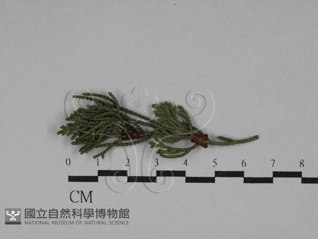 登錄號:F0029765藏品圖，第1張
