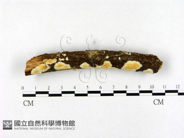 登錄號:F0009765藏品圖，第1張