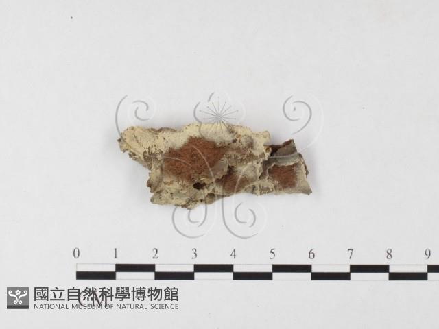 登錄號:F0023765藏品圖，第1張