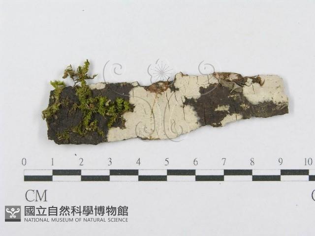 射脈菌屬藏品圖，第1張
