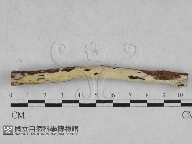 登錄號:F0028565藏品圖，第1張