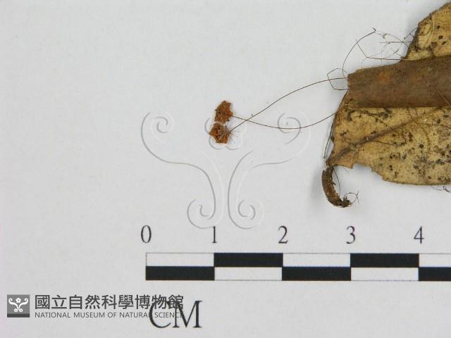 登錄號:F0008565藏品圖，第1張
