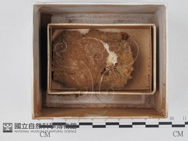 登錄號:F0018565藏品圖，第1張