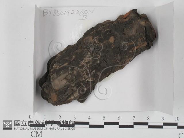 登錄號:F0020565藏品圖，第1張