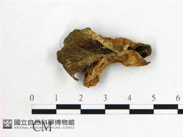 毛木耳藏品圖，第1張