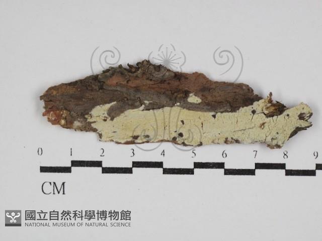 登錄號:F0030565藏品圖，第1張