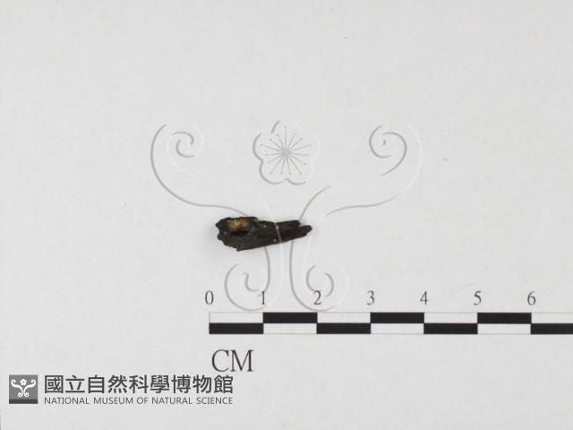 登錄號:F0026565藏品圖，第1張