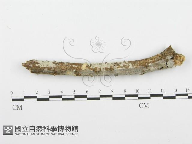 登錄號:F0001565藏品圖，第1張