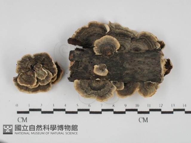 雲芝藏品圖，第1張