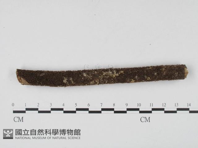 登錄號:F0004565藏品圖，第1張