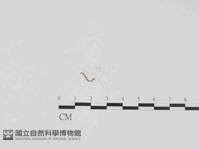 登錄號:F0014565藏品圖，第1張