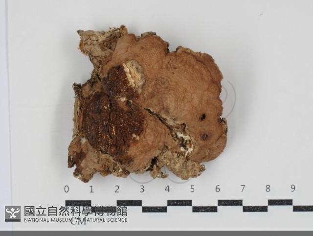 登錄號:F0034565藏品圖，第1張