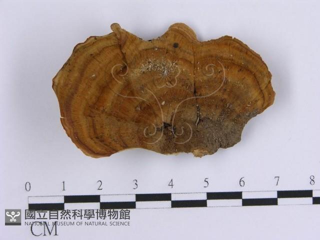 韌革菌屬藏品圖，第1張