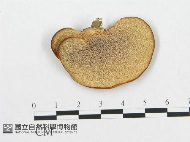 登錄號:F0012565藏品圖，第1張