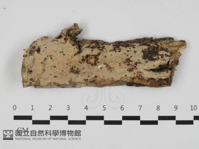 登錄號:F0032565藏品圖，第1張