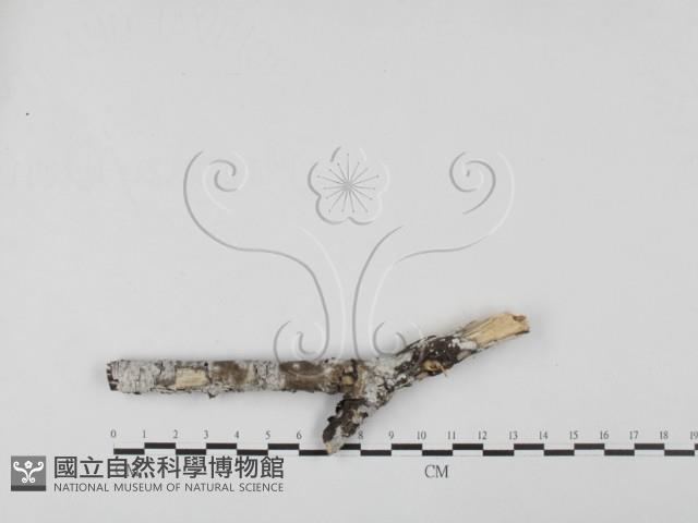 登錄號:F0027565藏品圖，第1張