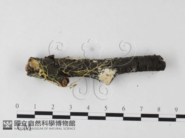 登錄號:F0025565藏品圖，第1張