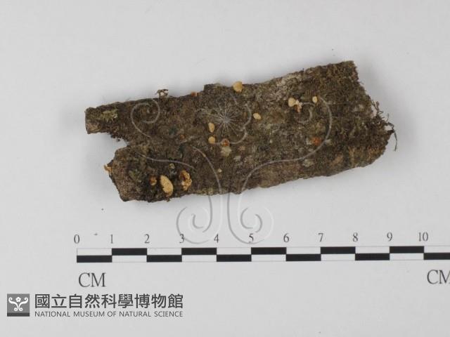 Accession Number:F0005565 Collection Image, Figure 1, Total 3 Figures