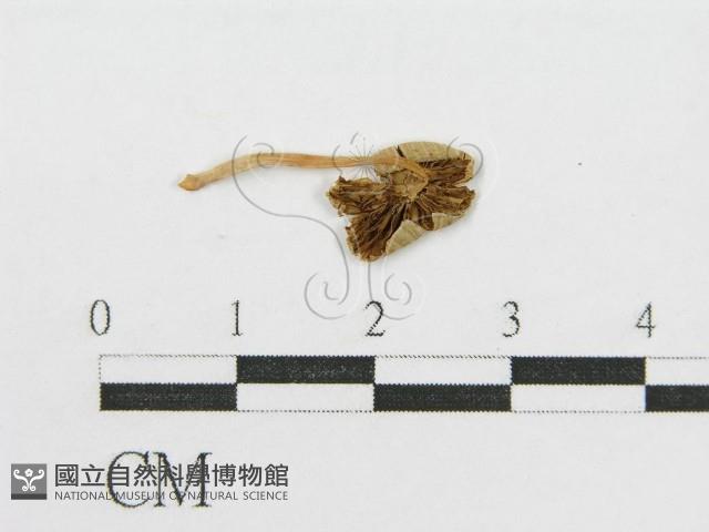 登錄號:F0015565藏品圖，第1張