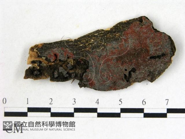 登錄號:F0019565藏品圖，第1張