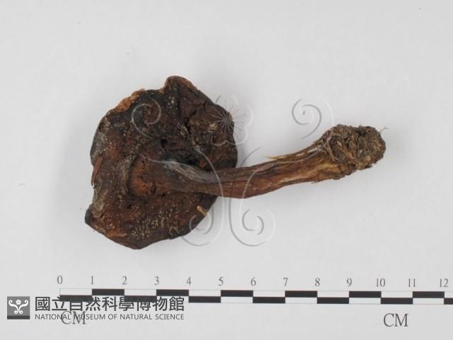 登錄號:F0023565藏品圖，第1張