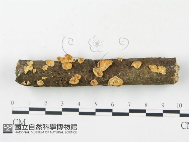 登錄號:F0003565藏品圖，第1張